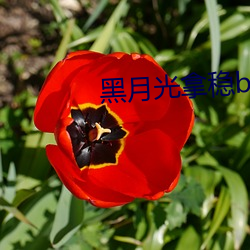 黑月光拿稳be剧本