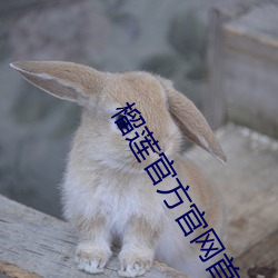 榴蓮官方官網首頁