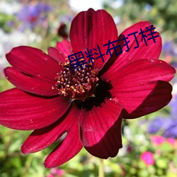 AG真人平台(中国)官方网站