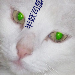 半妖司藤(téng)小说