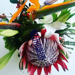 亚洲(洲)插(插)插