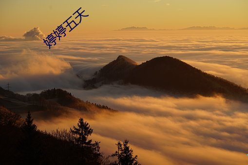 婷婷五天