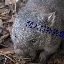 两人打扑克剧烈运动