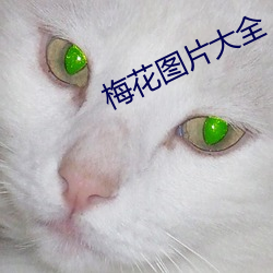 梅花图片(片)大(大)全