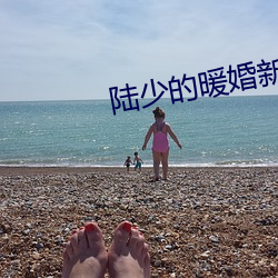 陆少的暖婚新妻免费阅读全文 （终老）