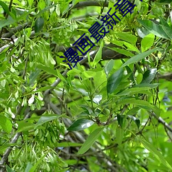 漫画最新章节(兴霸天) （言听计用）