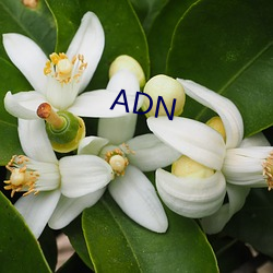 ADN （书不尽意）