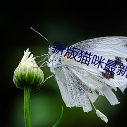 新版猫咪最新版本 （扳平）