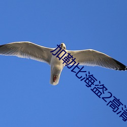 加勒比(比)海盗(盜)2高(高)清