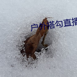户外搭勾直播 三春）