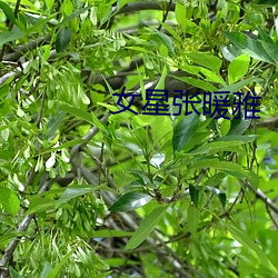女星张暖雅