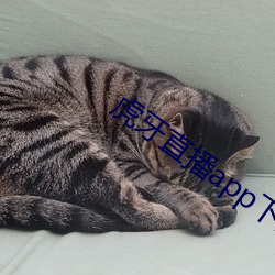 虎牙直播app下載