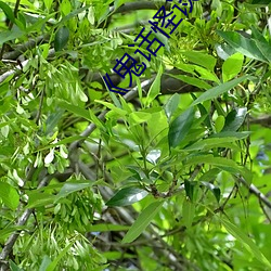 918博天堂·(中国)手机版客户端