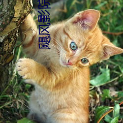 飓风影院(yuàn)