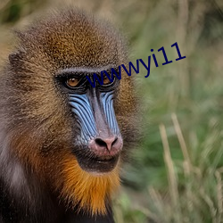 wwwyi11