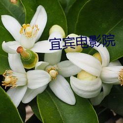 宜賓電影院
