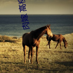 肉嫁 高柳家の人々