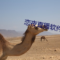 戀夜直播軟件下載