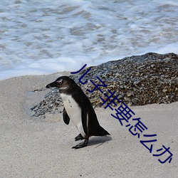 儿子(zi)非要怎么办