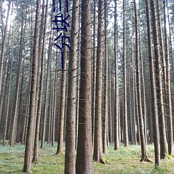 一分块三下载 （三茶六礼）