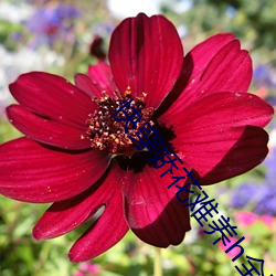 快穿娇花难养h全文v