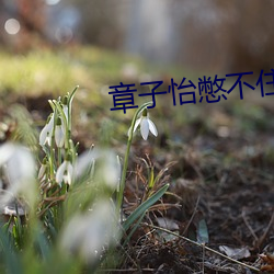 ca88手机客户端(安卓/苹果)CA88会员登录入口