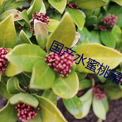 国(國)产水(水)蜜(蜜)桃精(精)品