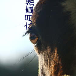 六月直播app6o6
