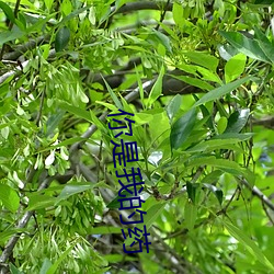 你是我的药