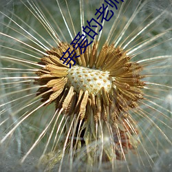 亲爱的老师(shī)4韩国(guó)高清(qīng)百度