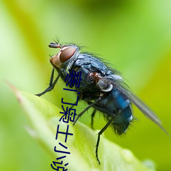 寒门枭士小说