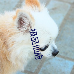 极品仙府 （生荒）
