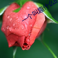 一个叫趣什么的直播app