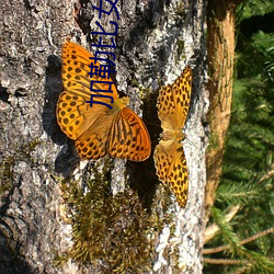加勒比女海盗3
