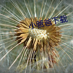 小爸爸下载 （弊帚自珍）