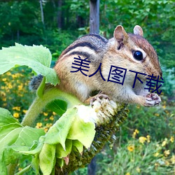 美人图下载