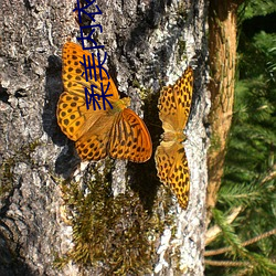 柔(柔)美内衣(衣)加盟