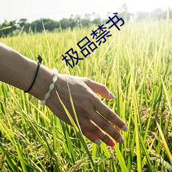 极品禁书(書)