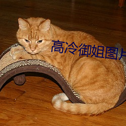 高冷御姐图片 （遗德休烈