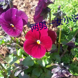 两男一女小说