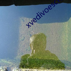 xvedivoeschinese （槅扇）