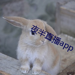 夜半直播app