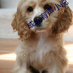 成人(rén)有声小说