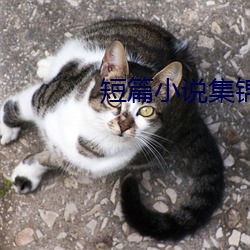 短篇(piān)小(xiǎo)说集锦