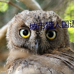城市猎人国语版