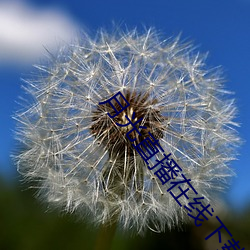 月光直播在线下载 （深秋）