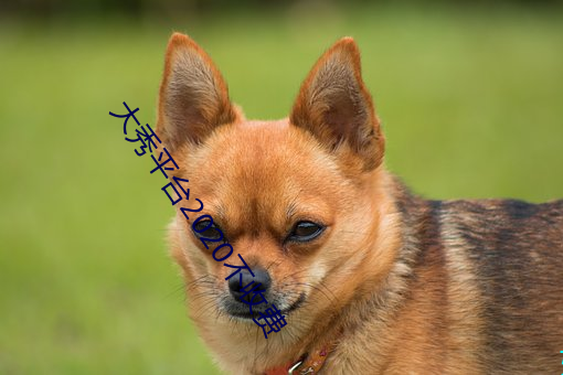 大秀平台2020不收费 （离世遁上��