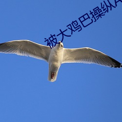 被大(dà)鸡巴操纵(zòng)APP