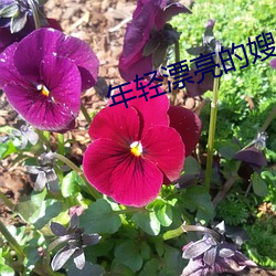年輕漂亮的嫂子