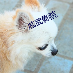 威武影院 不时之须）